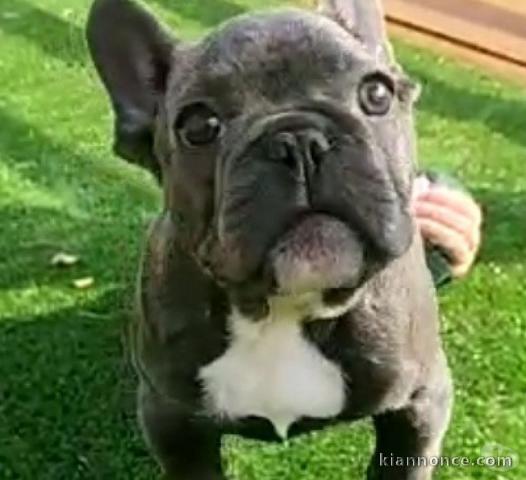 chiot bouledogue francais trois mois