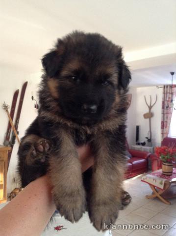 Chiots Berger Allemand Poil Long