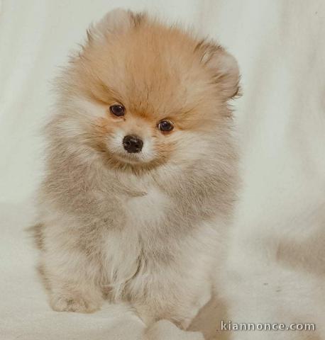 Spitz de Poméranie chiot