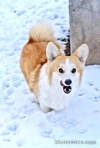 Corgi gallois de Pembroke