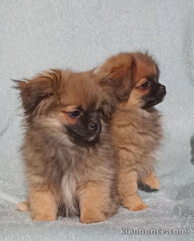 Peek-A-pom chiots à vendre