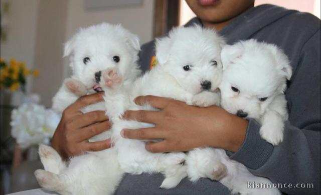 Chiots Coton de Tulear