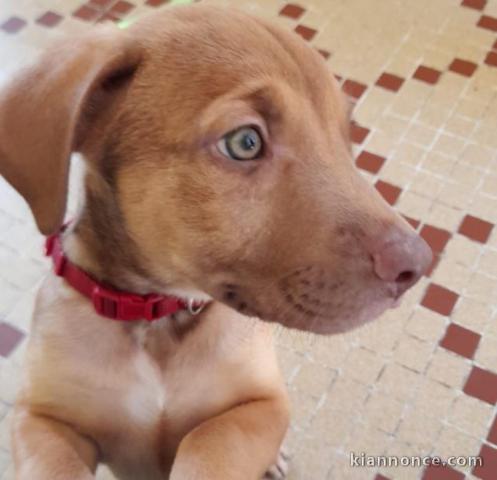 Vend chio de 3 mois  mal 