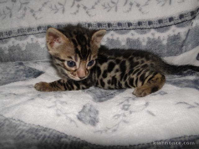 A DONNER Magnifique Chaton Bengal