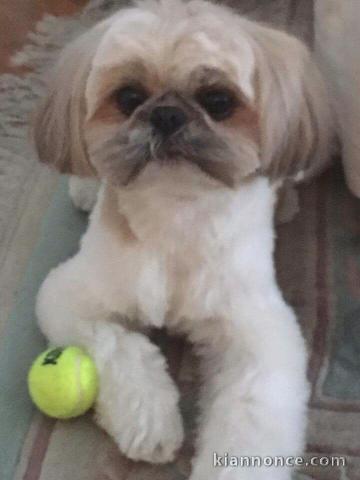 Chiot chihuahua disponible 