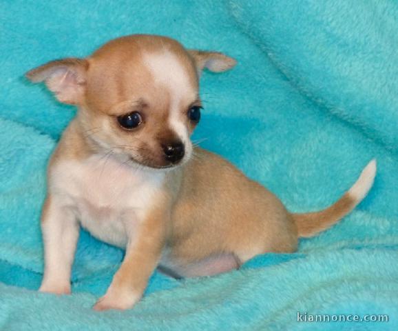 chiot chihuahua femelle propre obéissante