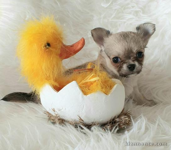 chiot chihuahua femelle propre obéissante