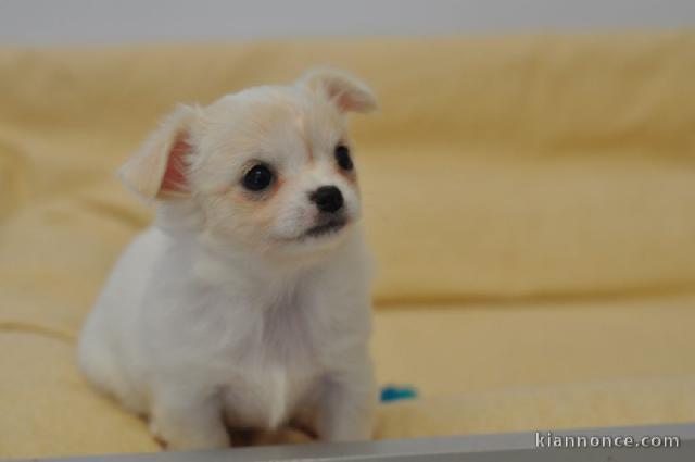 chiot chihuahua femelle propre obéissante