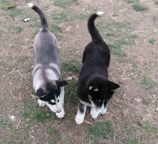 Husky sibérien chiots à vendre