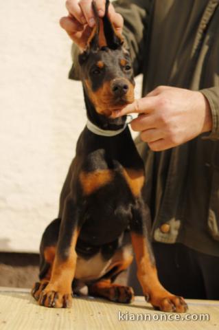 DOBERMAN chiots à vendre