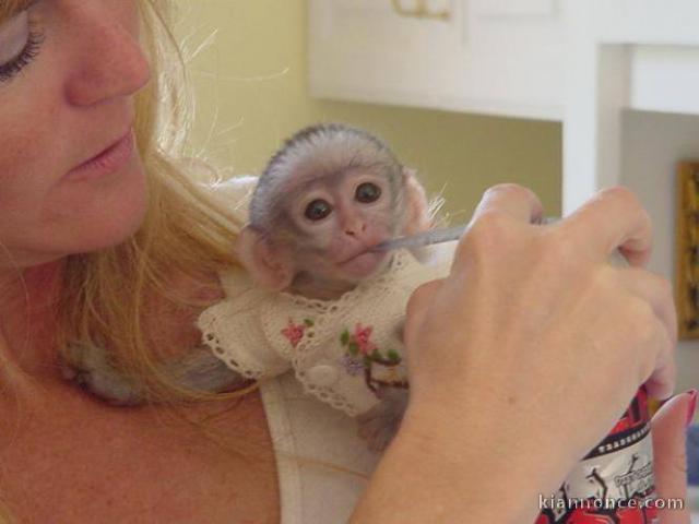 A DONNER Bébé singe Capucin Femelle