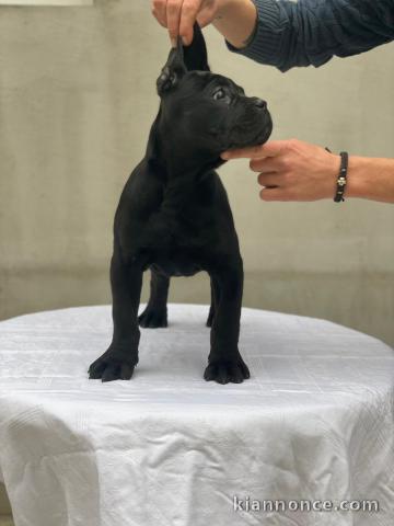 Cane Corso chiot a vendre