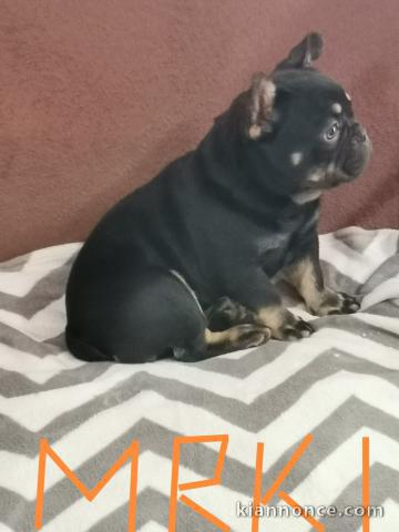 Bulldog français à vendre