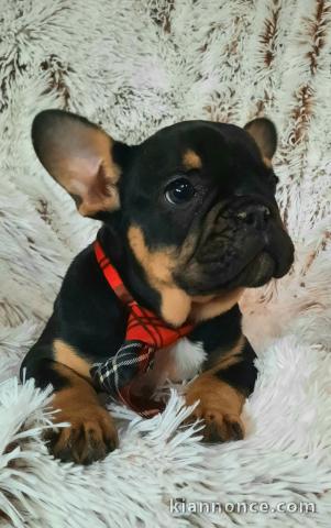 Bulldog français à vendre