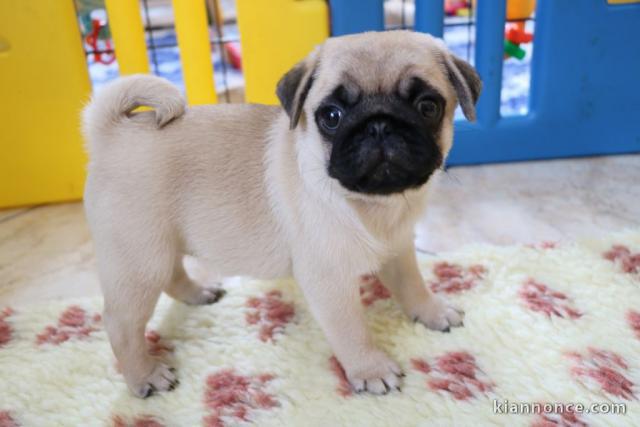 Magnifiques Chiots Carlin a donner