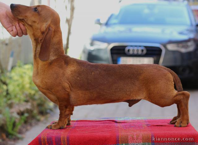 Teckel chiots à vendre