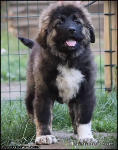Berger du Caucase chiots