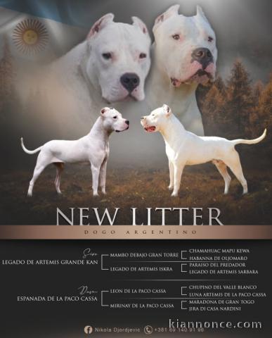 Dogue argentin chiots