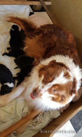 Chiots Berger Australien