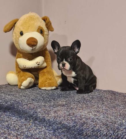 Bulldog français chiot