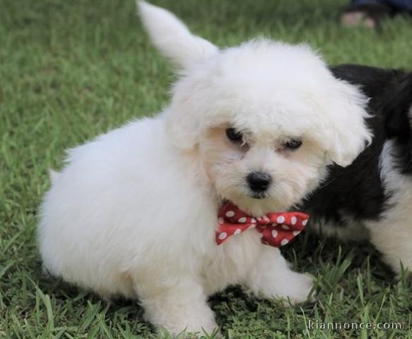Adorables chiots bichon Frise pour adoption 