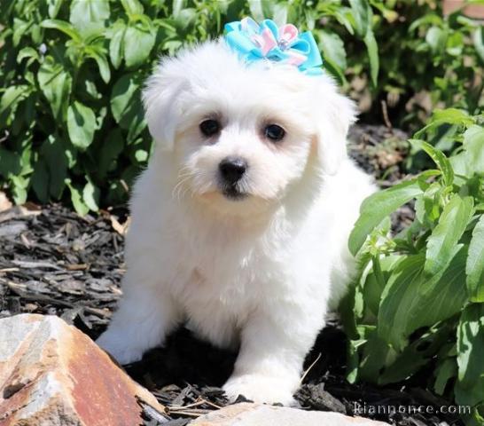 Adorables chiots bichon Frise pour adoption 