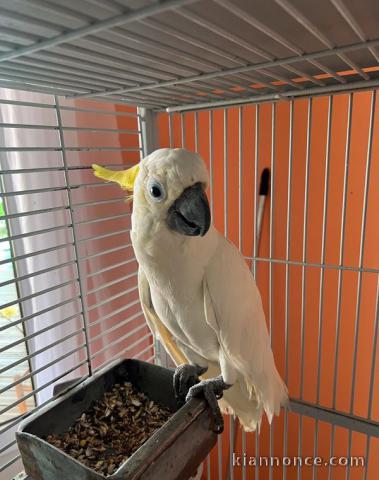 A donner perroquet Cacatoès