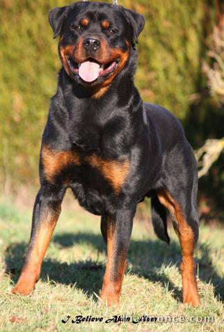  Magnifique Mâle Rottweiler  de 10 mois