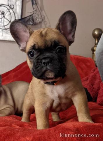 Chiot Bouledogue Français lof à donner