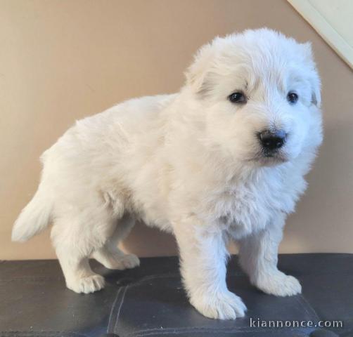 berger blanc suisse à donner