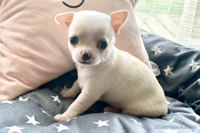 Chiot chihuahua a donner
