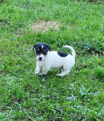 Chiot jack russell a donner