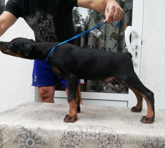 Dobermann chiots à vendre