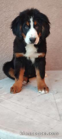 Chien de montagne bernois