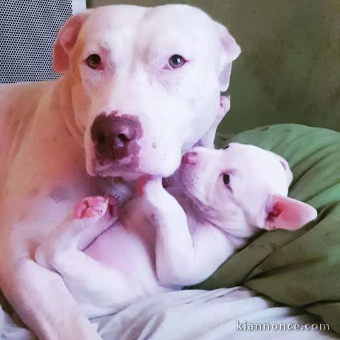 Chiots Pitbull Adorable