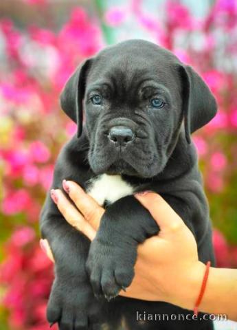 Cane Corso chiots à vendre