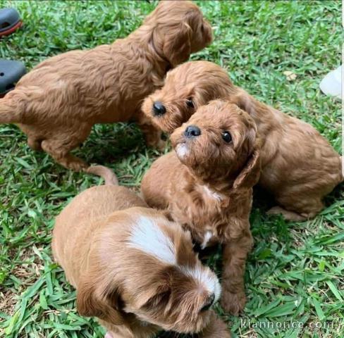 Caniche adorable prêt a votre porte