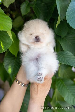 Spitz de Poméranie chiots