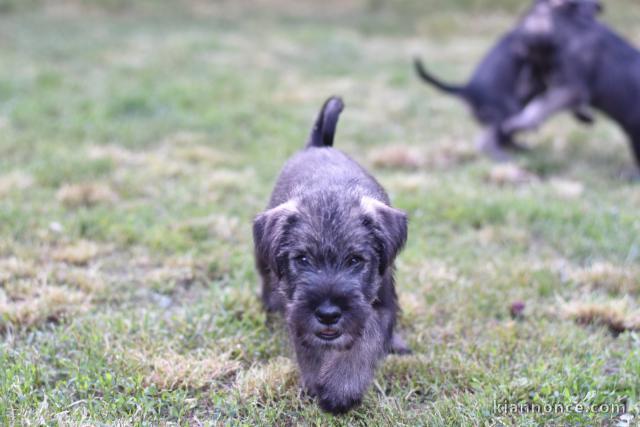 Schnauzer standard chiots à vendre