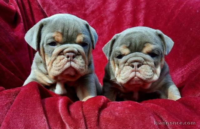 Bouledogues anglais chiots