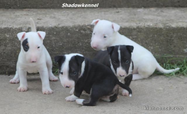 Mini Bull Terrier chiots