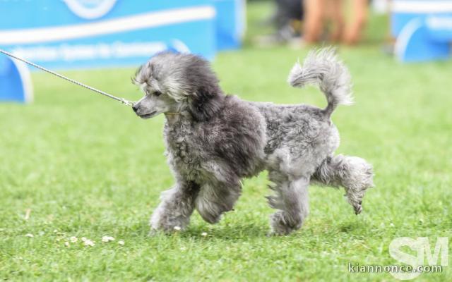 Caniche chiot a vendre