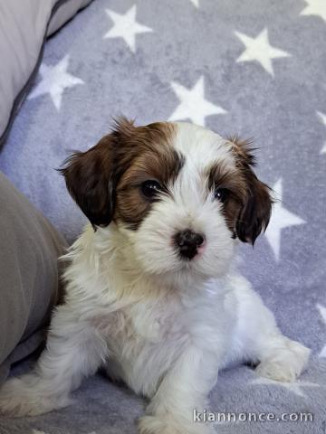 Bichon havanais chiots