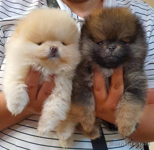 Poméranien chiots à vendre