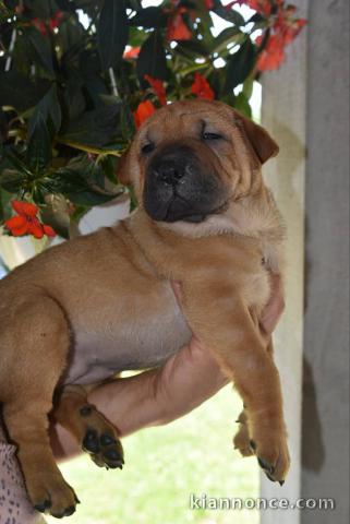 Shar Peï chiots à vendre