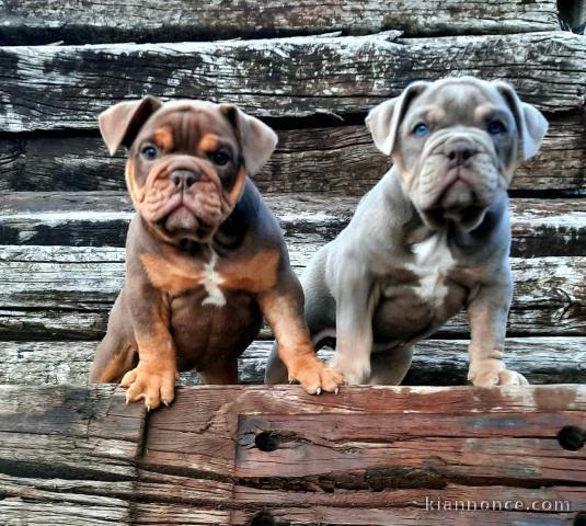Bulldog anglais chiots à vendre