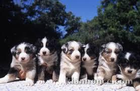 Berger australien chiots