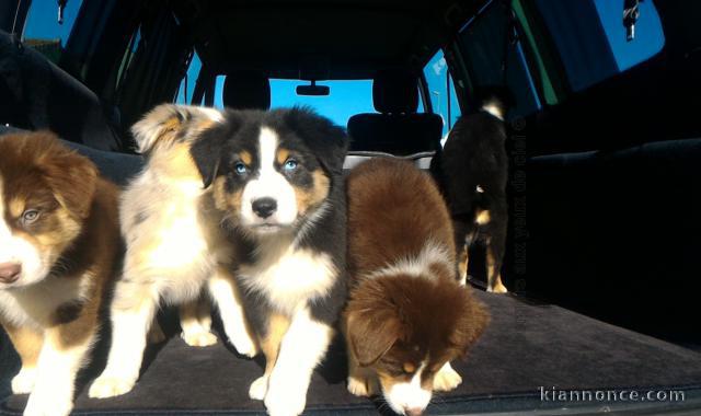 chiots berger australien LOF