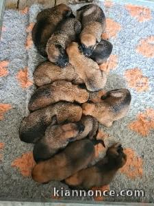 Berger belge adorable 