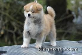 Magnifique chiot akita inu a donner 